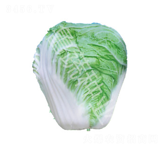 山東四號-白菜種子-魯蔬種業(yè)