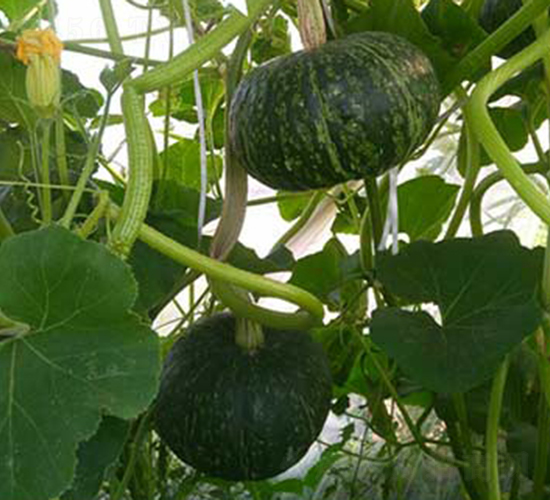 �G̫��-�ϹϷN��-���R�r(n��ng)�I(y��)