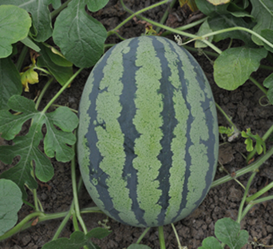 �G��һ̖-���ϷN��-���R�r�I(y��)