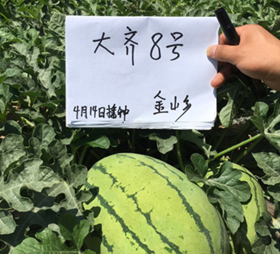 ���R��̖(h��o)-���ϷN��-���R�r(n��ng)�I(y��)