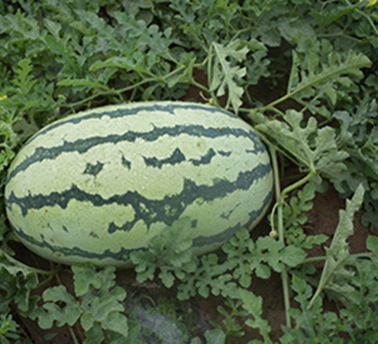 ���R188-���ϷN��-���R�r(n��ng)�I(y��)