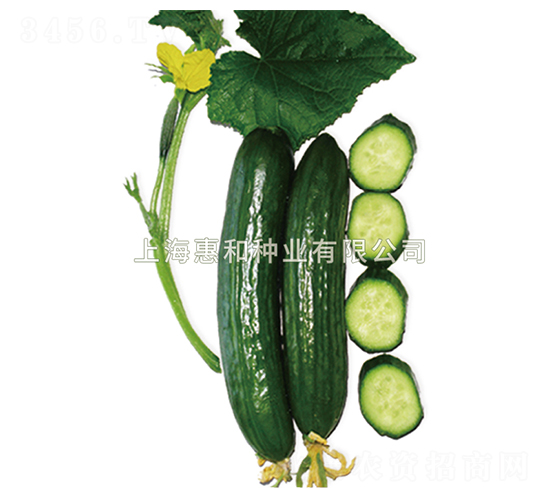 翠玉-黃瓜種子-惠和種業(yè)