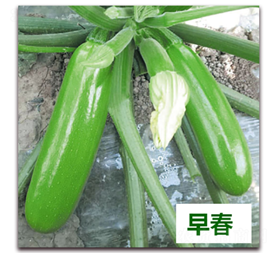 ����37̖-�����J�N��-����N��