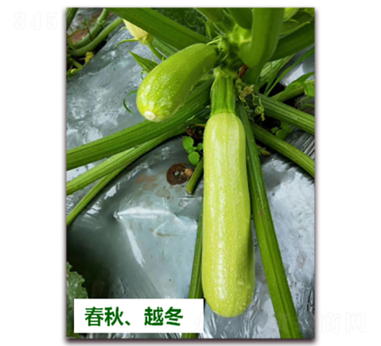 ����1438-�����J�N��-����N��