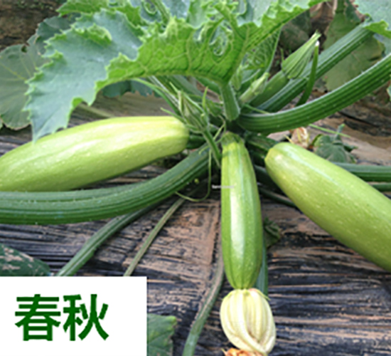 ����1217-�����J�N��-����N��