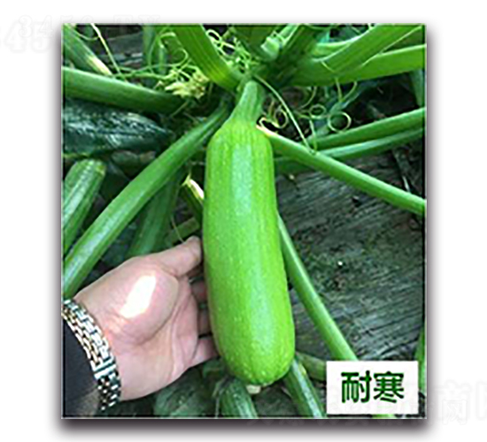 ����28̖(h��o)-�����J�N��-����N��