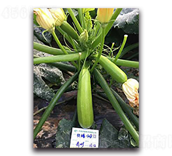 ����1308-�����J�N��-����N��