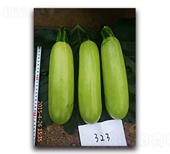 ����323-�����J�N��-����N��