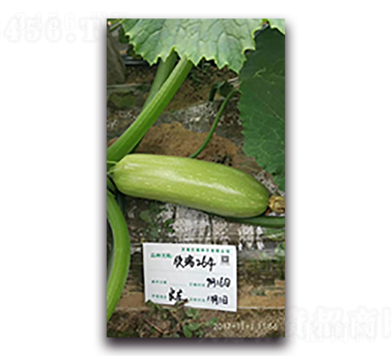 ����264-�����J�N��-����N��