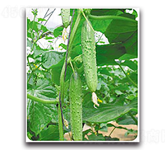 ����-�S�ϷN��-����N��