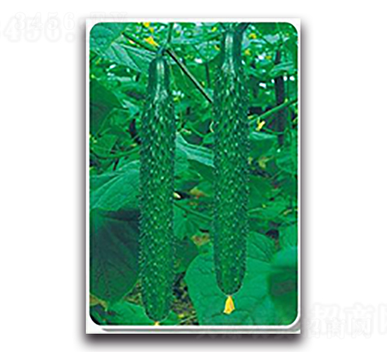 新瑞-黃瓜種子-天瑞種子