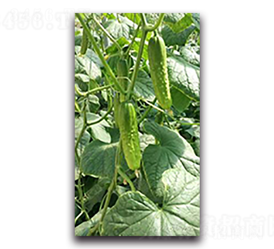 ����-�S�ϷN��-����N��