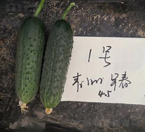 瑪莎168-黃瓜種子-天瑞種子