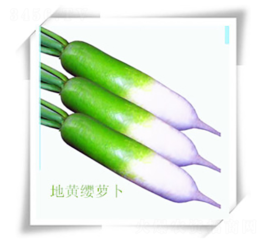 ���S�t�}��-�}���N��-��ʥ��