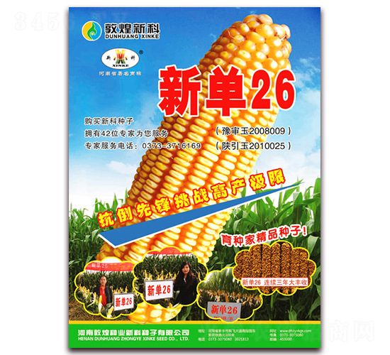 新單26-玉米種子-九圣禾