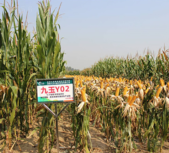 ����Y02-���׷N��-��ʥ��