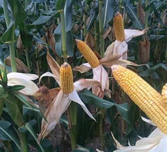 �¿�891-���׷N��-��ʥ��