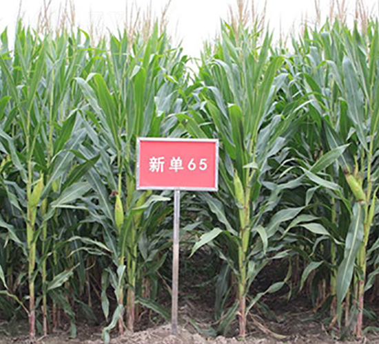 新單65-玉米種子-九圣禾