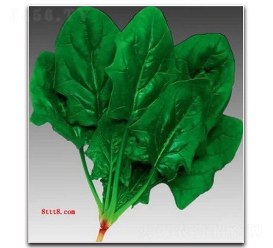 睿優(yōu)圓葉菠菜-菠菜種子-睿優(yōu)農(nóng)業(yè)