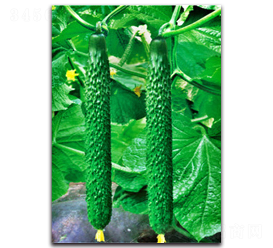 超級春棚一號-黃瓜種子-睿優(yōu)農(nóng)業(yè)