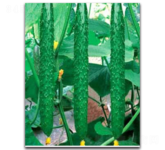 睿綠三號-黃瓜種子-睿優(yōu)農(nóng)業(yè)