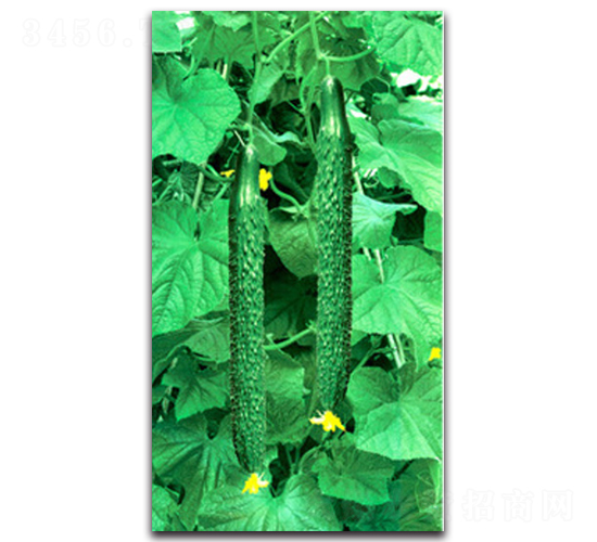 超級冬棚一號-黃瓜種子-睿優(yōu)農(nóng)業(yè)