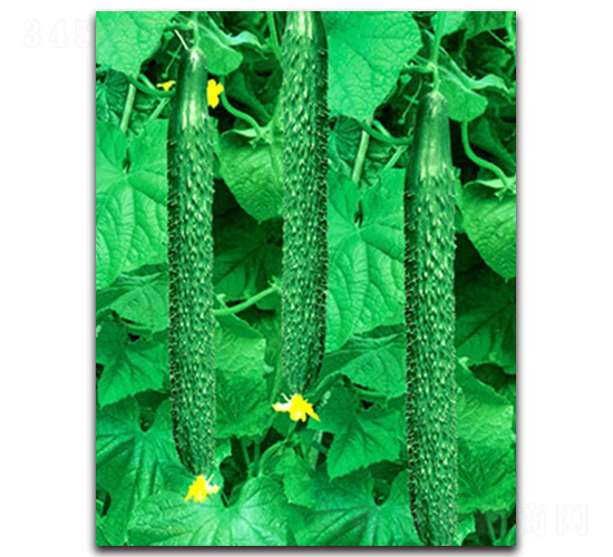 超級春棚王-黃瓜種子-睿優(yōu)農(nóng)業(yè)