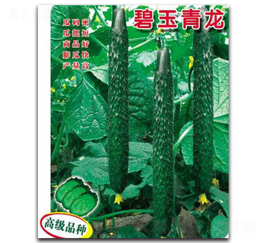 碧玉青龍-黃瓜種子-睿優(yōu)農(nóng)業(yè)
