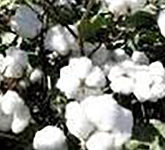 太空棉1788-棉花種子-睿優(yōu)農(nóng)業(yè)