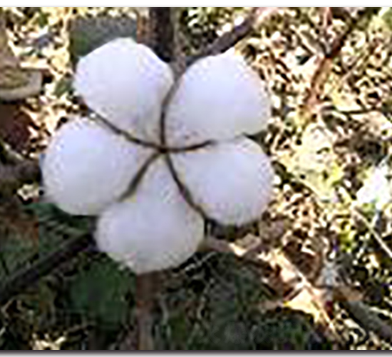 GK��10-�޻��N��-�(y��u)�r(n��ng)�I(y��)