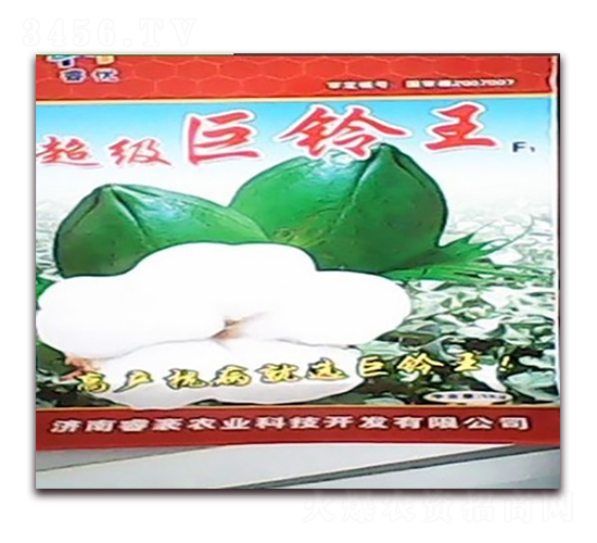 超級巨鈴?fù)?棉花種子-睿優(yōu)農(nóng)業(yè)