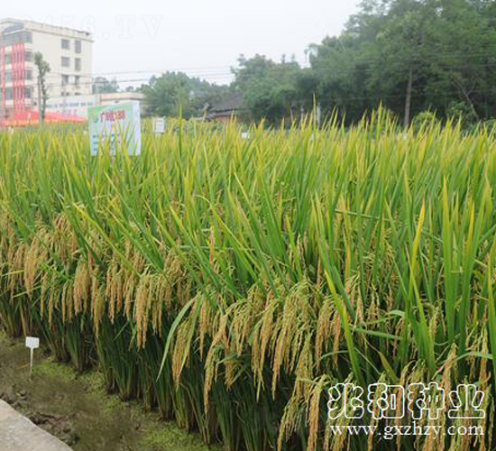 廣8優(yōu)188-水稻種子-兆和種業(yè)