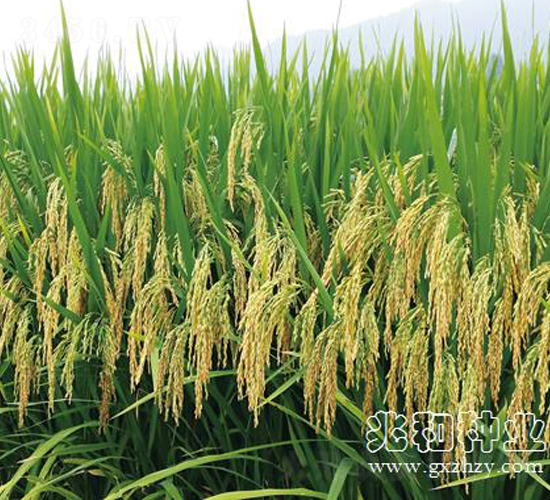 廣8優(yōu)金占-水稻種子-兆和種業(yè)