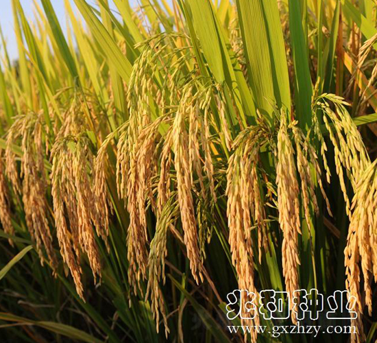 又香優(yōu)龍絲苗-水稻種子-兆和種業(yè)