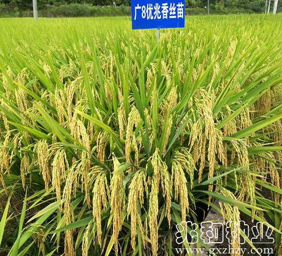 廣8優(yōu)兆香絲苗-水稻種子-兆和種業(yè)