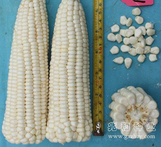 兆香糯3號-玉米種子-兆和種業(yè)