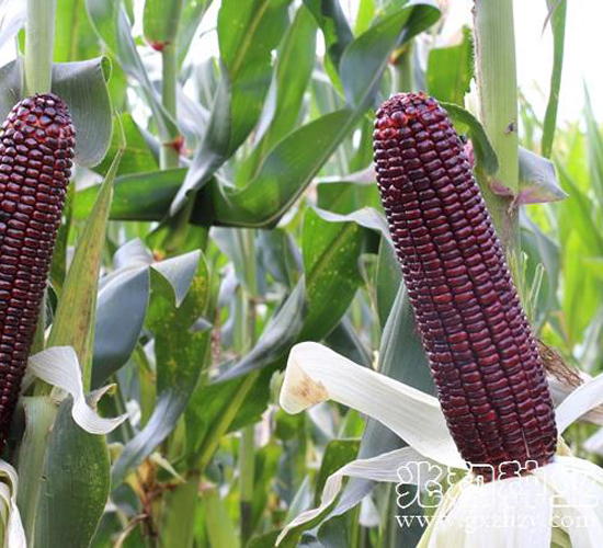 桂黑糯219-糯玉米種子-兆和種業(yè)