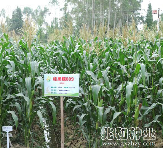 ���Ŵ609-Ŵ���׷N��-�׺ͷN�I(y��)