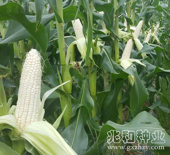 桂糯528-糯玉米種子-兆和種業(yè)