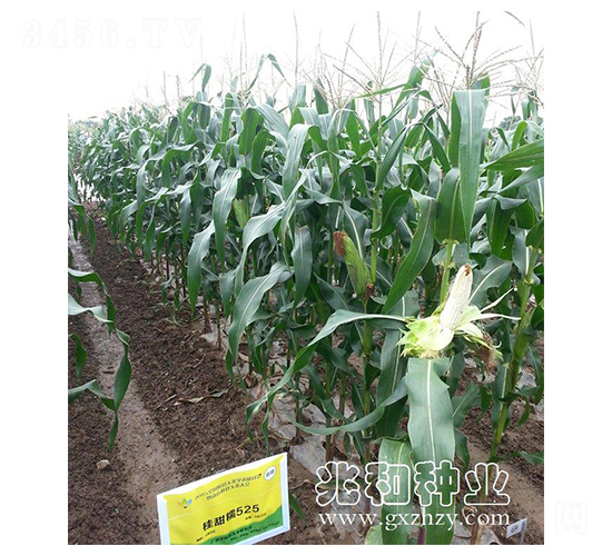 桂甜糯525-糯玉米種子-兆和種業(yè)