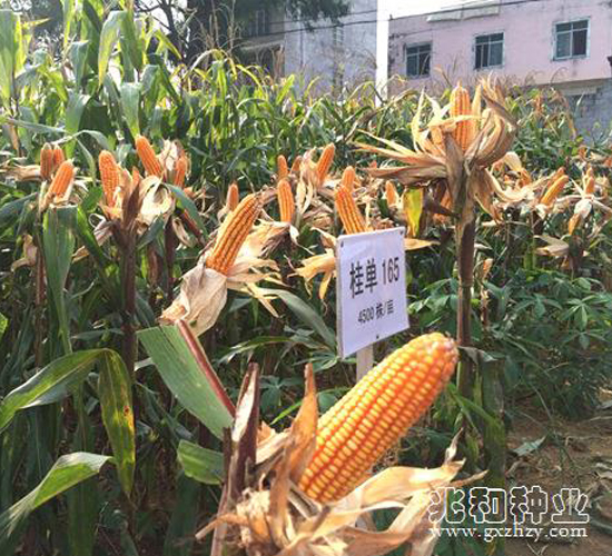 桂單165-玉米種子-兆和種業(yè)