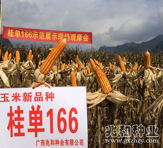 桂單166-玉米種子-兆和種業(yè)