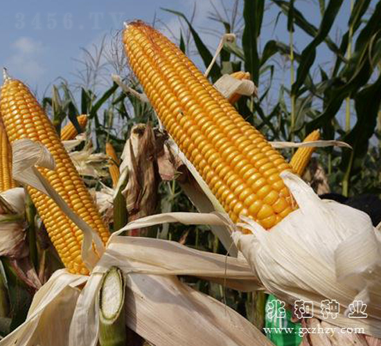 桂單0810-玉米種子-兆和種業(yè)