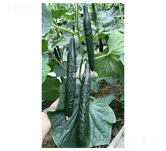 尤生1號-黃瓜種子-富園種業(yè)