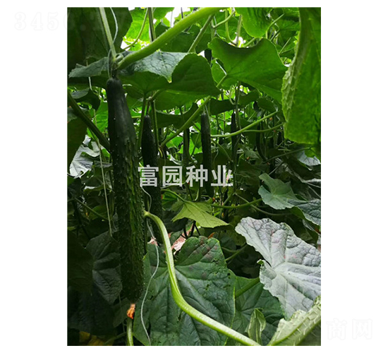 春風1號-黃瓜種子-富園種業(yè)