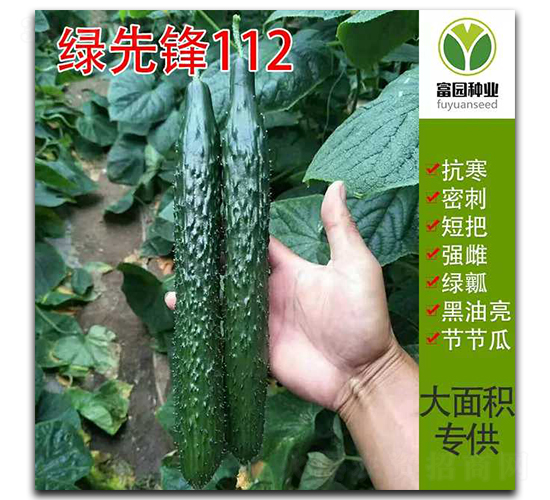 綠先鋒112-黃瓜種子-富園種業(yè)