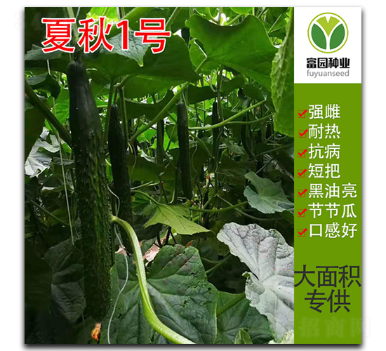 夏秋1號-黃瓜種子-富園種業(yè)