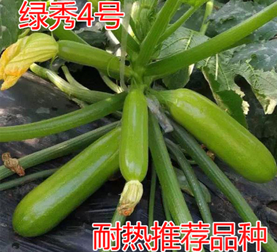 �G��4̖-�����J�N��-���@�N�I(y��)