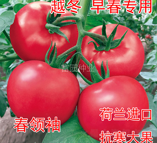 春領(lǐng)袖-番茄種子-富園種業(yè)
