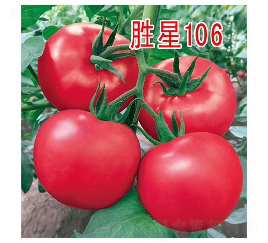 勝星106-番茄種子-富園種業(yè)